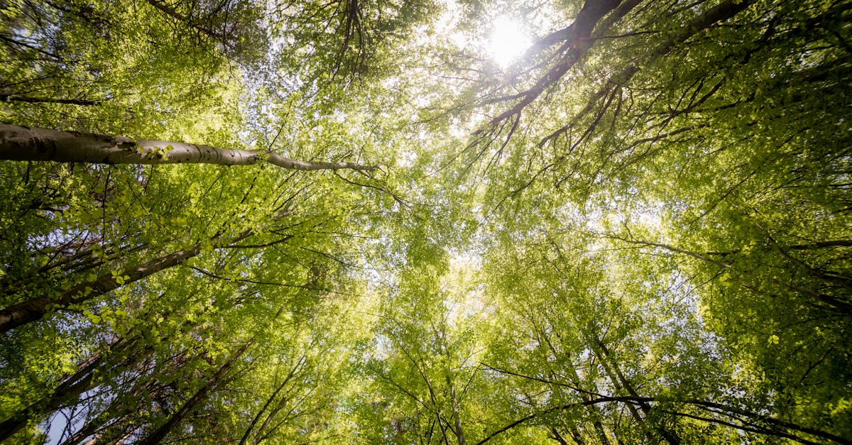 Tree Risk Assessment