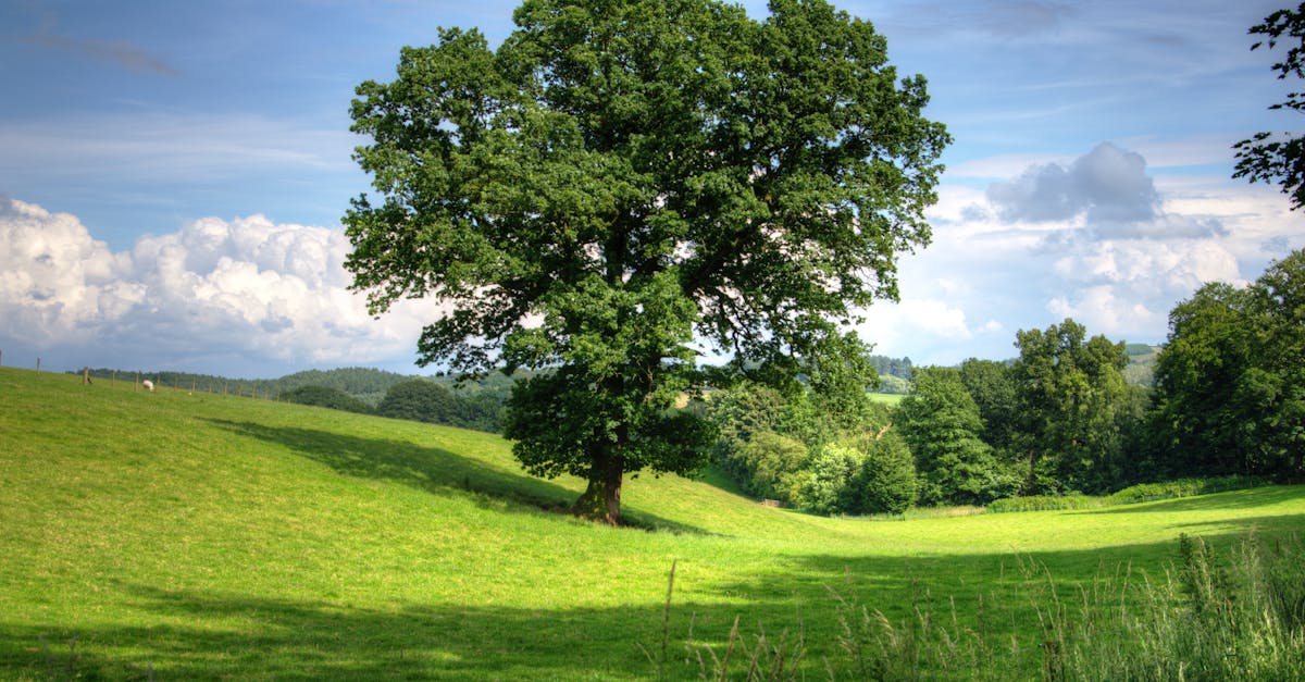 What is the penalty for cutting a tree without a permit in Florida?