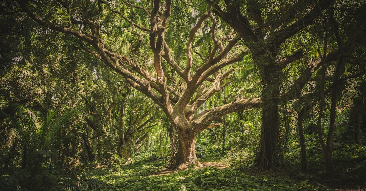 Who is responsible for cutting overhanging tree branches in Florida?